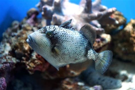Yellowmargin Triggerfish Churaumi Fish Encyclopedia Okinawa