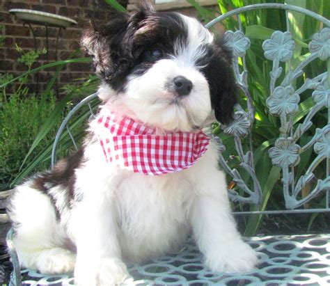 Meet 'mason', our mesmerizing male cavachon designer puppy for sale in san diego, ca!! www.cavachonsbydesign.com Cavachon puppies for sale ...