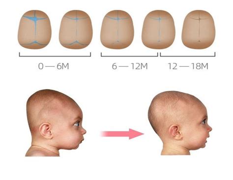 All You Need To Know About Baby Head Shaping Pillows Coalahola