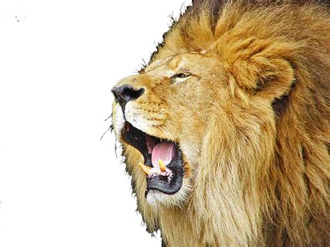 Download Roaring Lion File HQ PNG Image | FreePNGImg png image