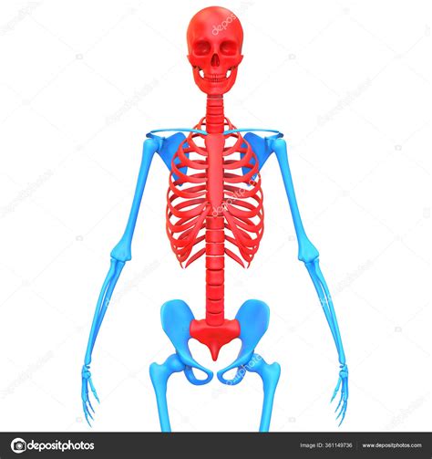 Esqueleto Axial Sistema Esqueleto Humano Anatomia Renderização