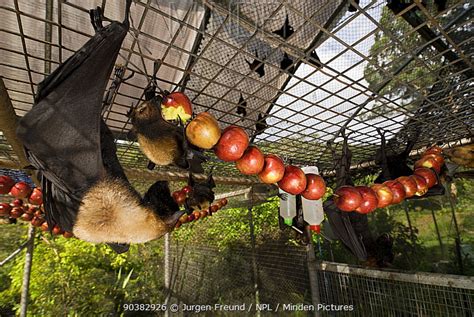 Spectacled Flying Fox Stock Photo Minden Pictures