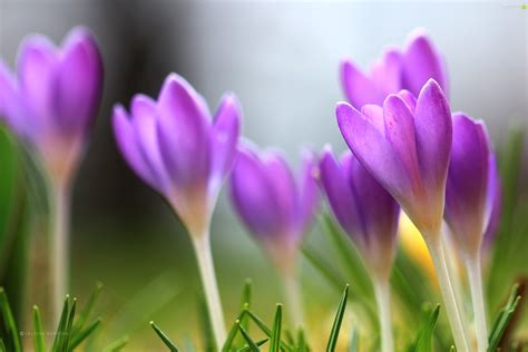 Spring Purple Crocuses For Phone Wallpapers 3000x2000
