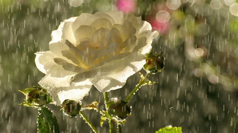 Beautiful Rain White Rose Wallpapers Hd Wallpapers