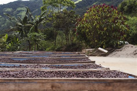 Environmentally Friendly And Sustainable Coffee Growing And Why It