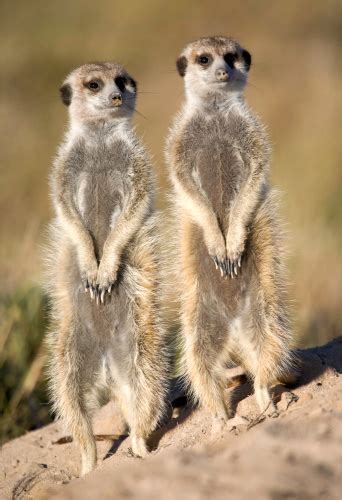 Meerkat Sentries Stock Photo Download Image Now Africa African