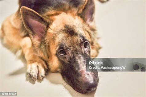 German Shepherd Dog Face With Allergic Rhinitis Dermatitis Skin Problem
