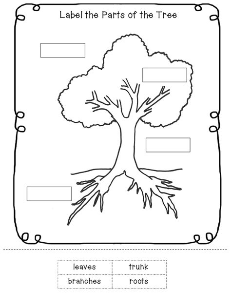 Parts Of A Tree Worksheet