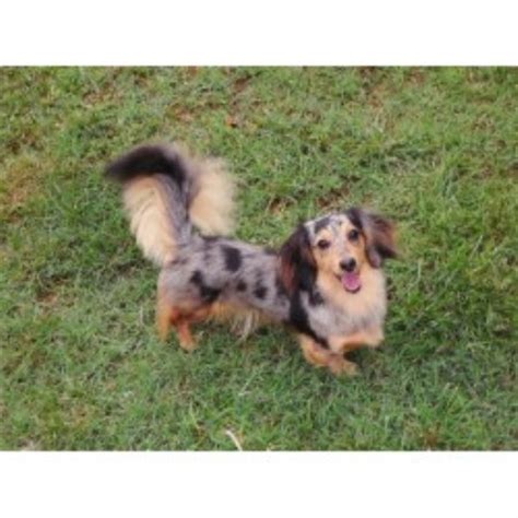 A small breeder of quality, healthy dachshunds with akc standards. Delightful Dachshunds, Dachshund Breeder in Mocksville ...