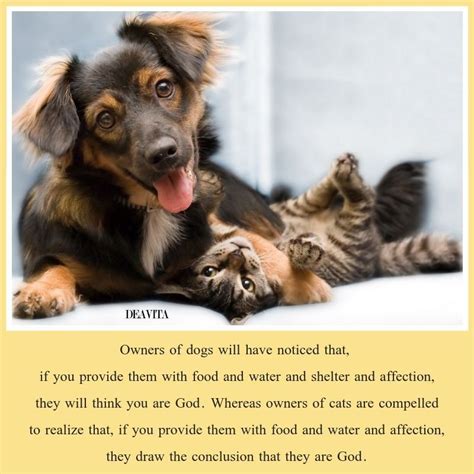 Pets Sayings Dogs And Cats Quotes And Cute Images Cats