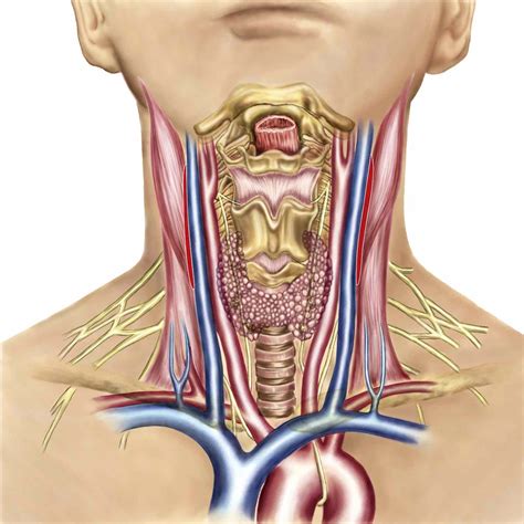 Superior Thyroid Artery Anatomy Function And Significance