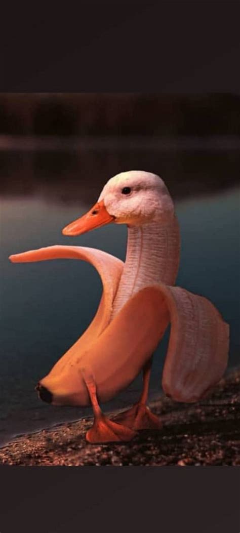 Duck Backgrounds Animal Background Best Cute Desktop Animals 8987