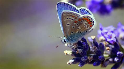 3840x2160 Butterfly Flower Wings 4k Hd 4k Wallpapers Images