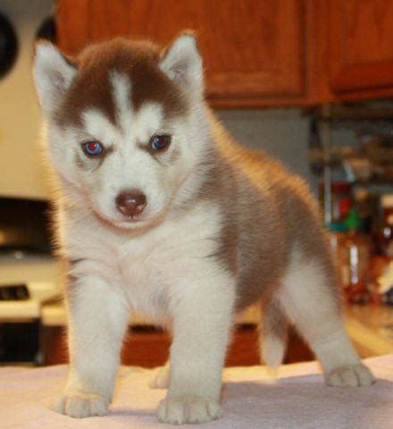 There are two white fe… Beautiful Purebred Siberian Husky Puppies for sale- 10 ...