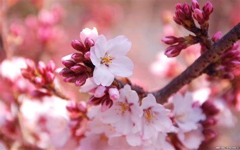Download Cute Cherry Blossom Wallpaper By Robins35 Cherry Blossom