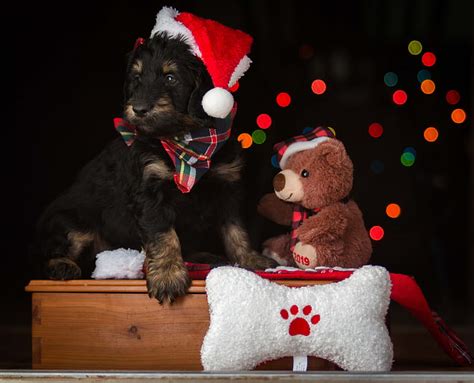 Dog Wearing Santa Hat Beside Brown Bear Plush Toy Hd Wallpaper Peakpx