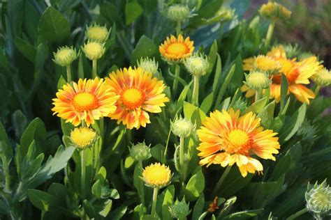 Yellow Blanket Flower Seeds Perennial Flower Drought Etsy