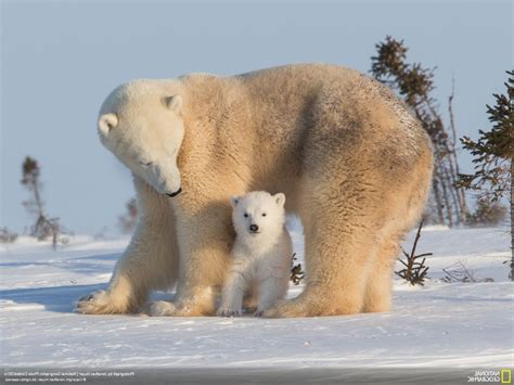 Les descendants possèdent donc l'adn. Ours Polaire - L'ours polaire en images - INFORMATUX ...
