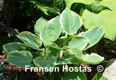 Hosta Lakeside Rhapsody Fransen Hostas