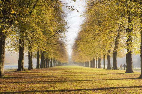 Sunday Photo Autumn In England The Stunning Lime Avenue