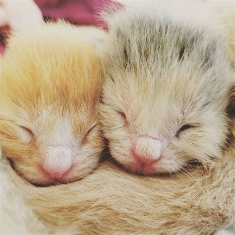 Kitten Cuteness Kagan Redeemed Kittens Cutest Ink Cats Instagram