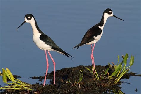 13 Beautiful Wading Birds You Should Know Beautiful Birds Pretty