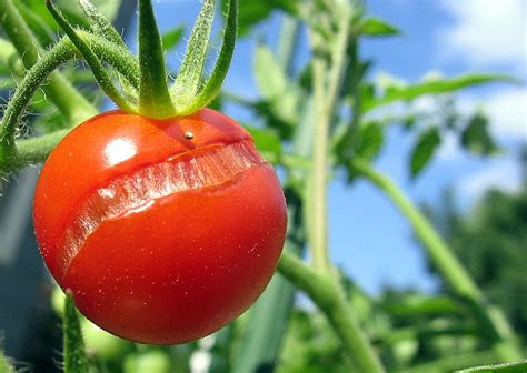 https://porchsidegardening.wordpress.com/2012/08/23/cracking-tomatoes-and-tasty-beet-greens/