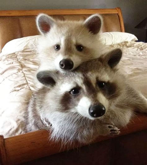 40 Of The Cutest Raccoon Photos Ever Bored Panda