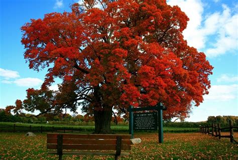 Select from premium maple tree canada of the highest quality. Fall Day Trip From Southern Ontario: The Comfort Maple ...