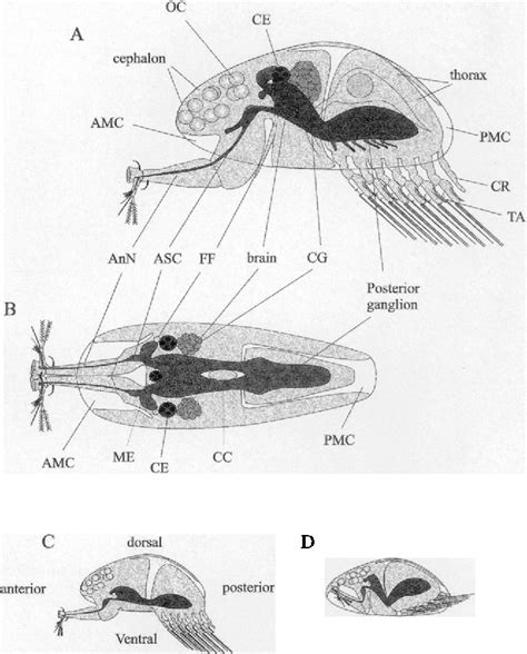 Figure 2 From Morphology Of The Nervous System Of The Barnacle Cypris Larva Balanus Amphitrite