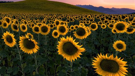Sunflowers Field With Background Of Mountain And Sky During Sunset Hd