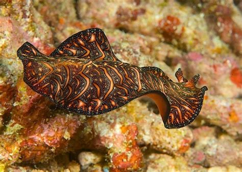 Persian Carpet Flatworm Koh Tao Black Turtle Dive