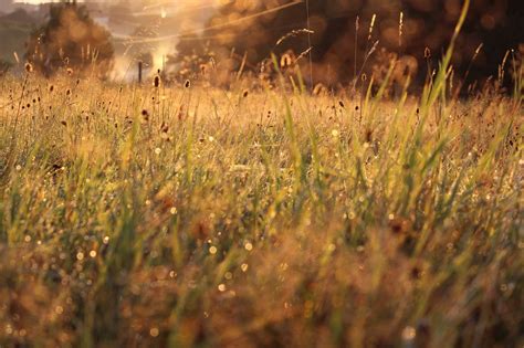 Grass Reed Meadow Free Photo On Pixabay Pixabay