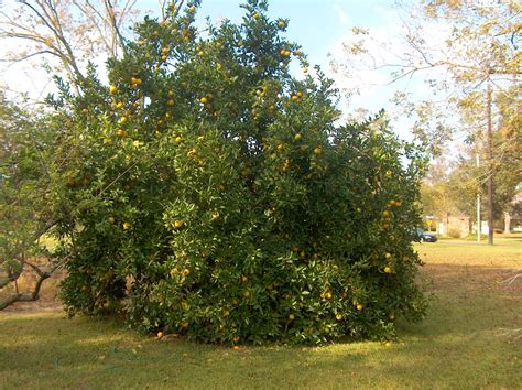 Online Plant Guide Citrus Sinensis Louisiana Sweet Orange
