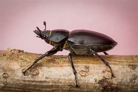 Faqs Information About Britains Largest Beetle