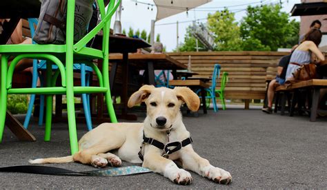 The 21 Best Dog-Friendly Restaurant Patios in Boston