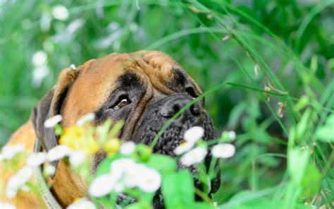 Slow feeders are designed to keep your pet from gobbling their food too quickly. Why Does My Dog Eat Grass? | Dog eating, Dogs eating grass ...