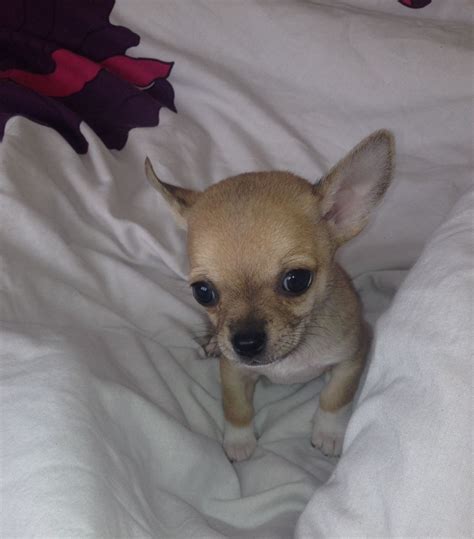 Find chihuahua puppies and breeders in your area and helpful chihuahua information. 1 male chihuahua puppy for sale | Stowmarket, Suffolk ...