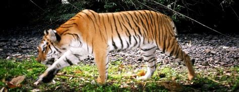 Wcs Myanmar Wildlife Tiger