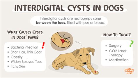 Interdigital Cysts In Dogs Causes Treatment And Prevention Tips