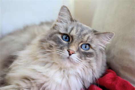 White Fluffy Cat Breed