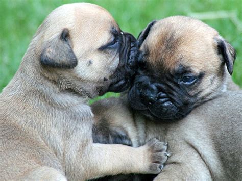 They look tough but are the sweetest the bullmastiff is massive, very powerfully built, but is not a cumbersome dog. Bullmastiff Puppies - Puppies Photo (13073540) - Fanpop