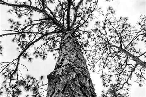 Tall Pine Tree Free Stock Photo Public Domain Pictures