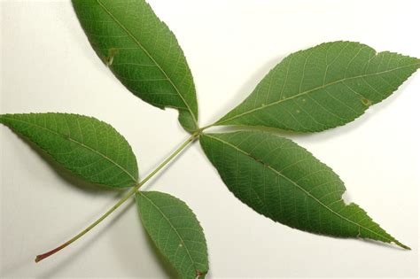 Five Lobed Leaf Identification
