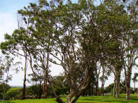 Visita Ao Campus Glória Diretoria De Sustentabilidade Ambiental