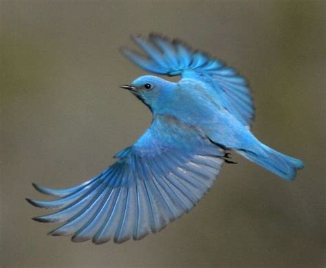 Blue Birds Flying Blue Bird Flyingmale Mountain Animalsinsects