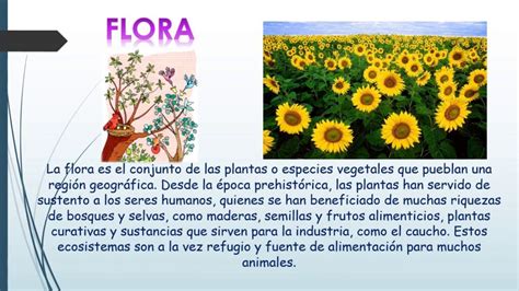 concepto flora y fauna