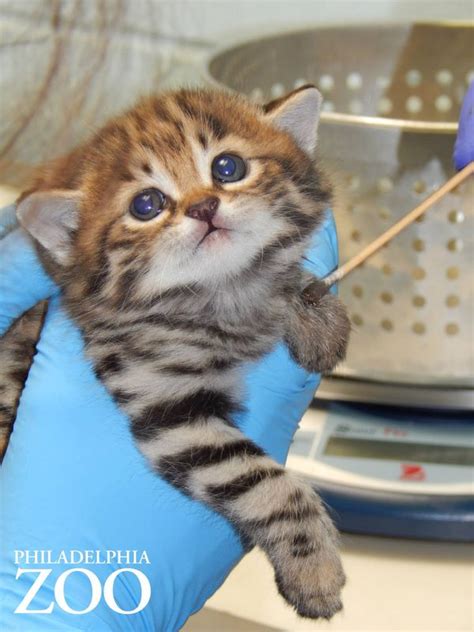 Philly Zoos First Ever Black Footed Cat Kittens Are
