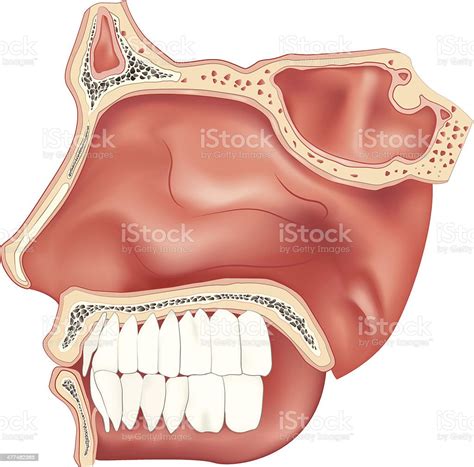 Nasal Cavity Stock Illustration Download Image Now Istock
