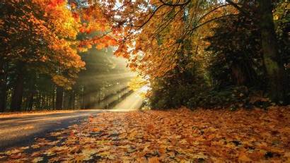 Fall Nature Autumn Leaves Road Forest Wallpapers